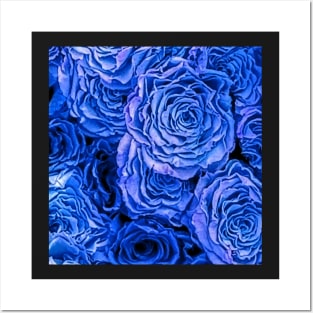 Blue Roses with a Touch of Violet Posters and Art